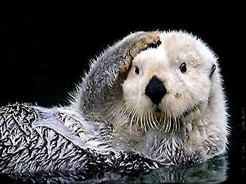 كامل جولة الحفر 5D دي الماس اللوحة الأوراسية نهر قضاعة الصليب غرزة كريستال جولة الماس ملصقات الحائط ديكور الفن