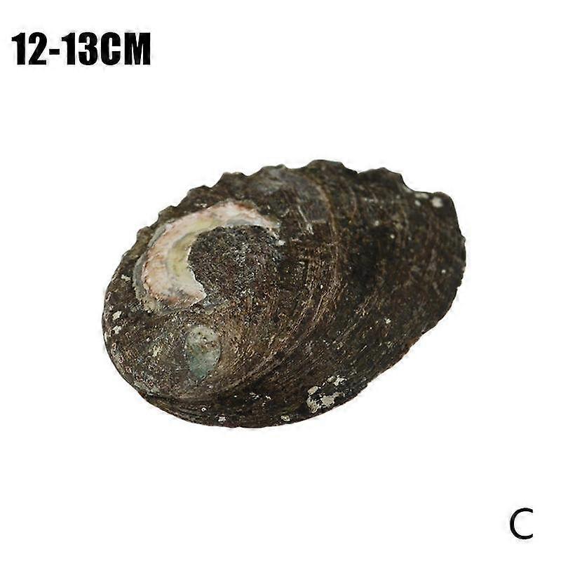 12-13 cm (one) (C) $ Natural abalone shell original color BKHL shell fish tank aquarium creative