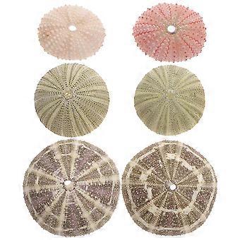 6pcs Sea Urchin Decor Air Plant Pot Sea Urchin Tabletop Decor Fish Tank Decor