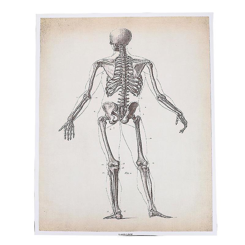 1pcs Human Anatomy Chart