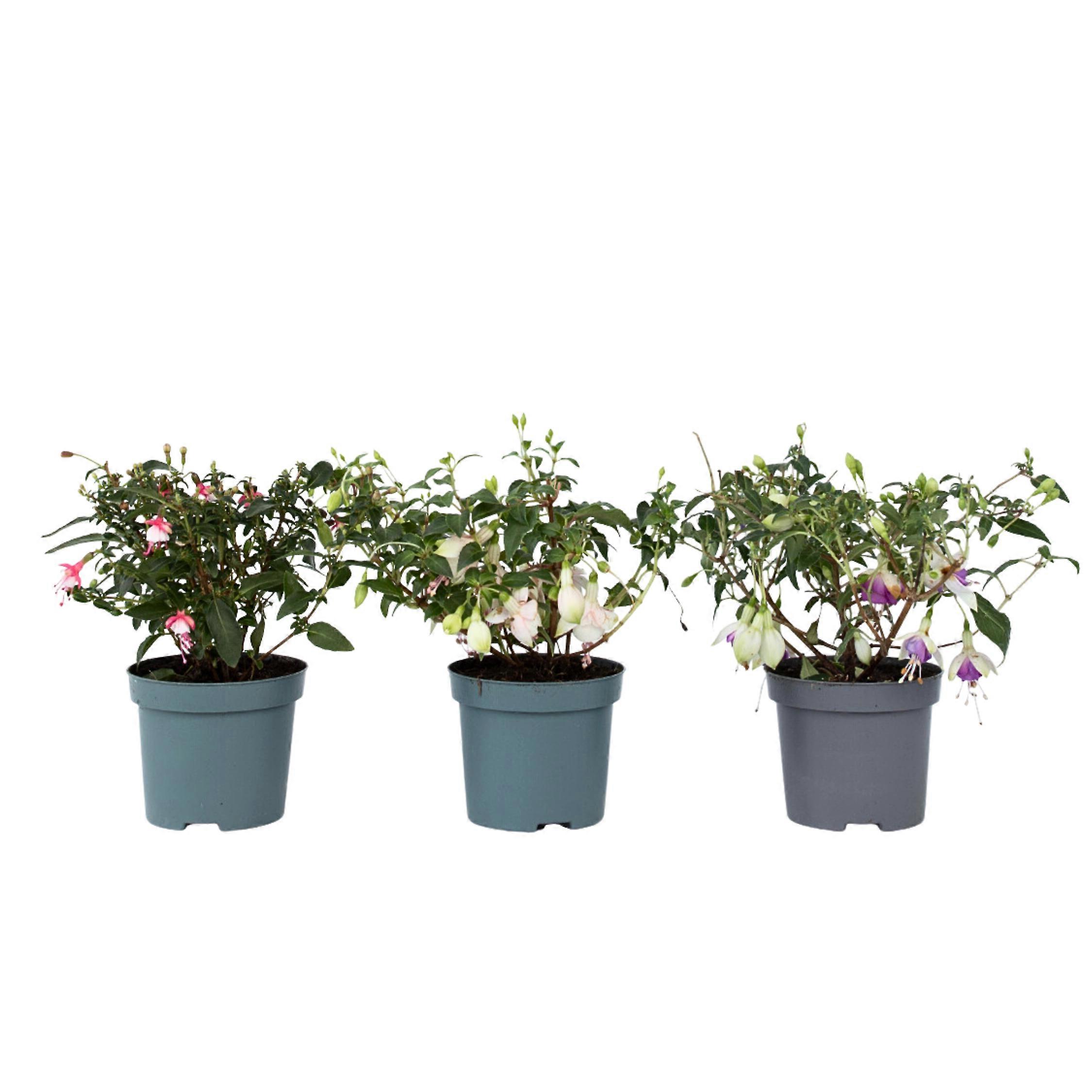 Humming-bird fuchsia - 3 pcs. - Fuchsia magellanica - Height 10-20cm - ⌀9cm