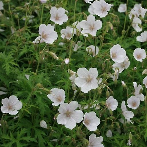 Geranium Kashmir Hvid. Hårdfør Geranium.
