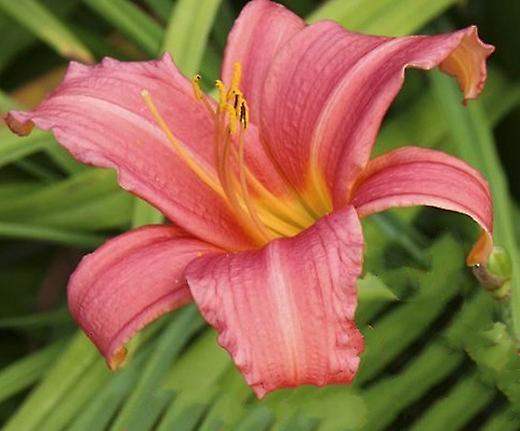 Hemerocallis Rosa Damast. Daglilja