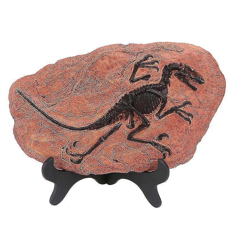 1pcs Simulation Fossil Model