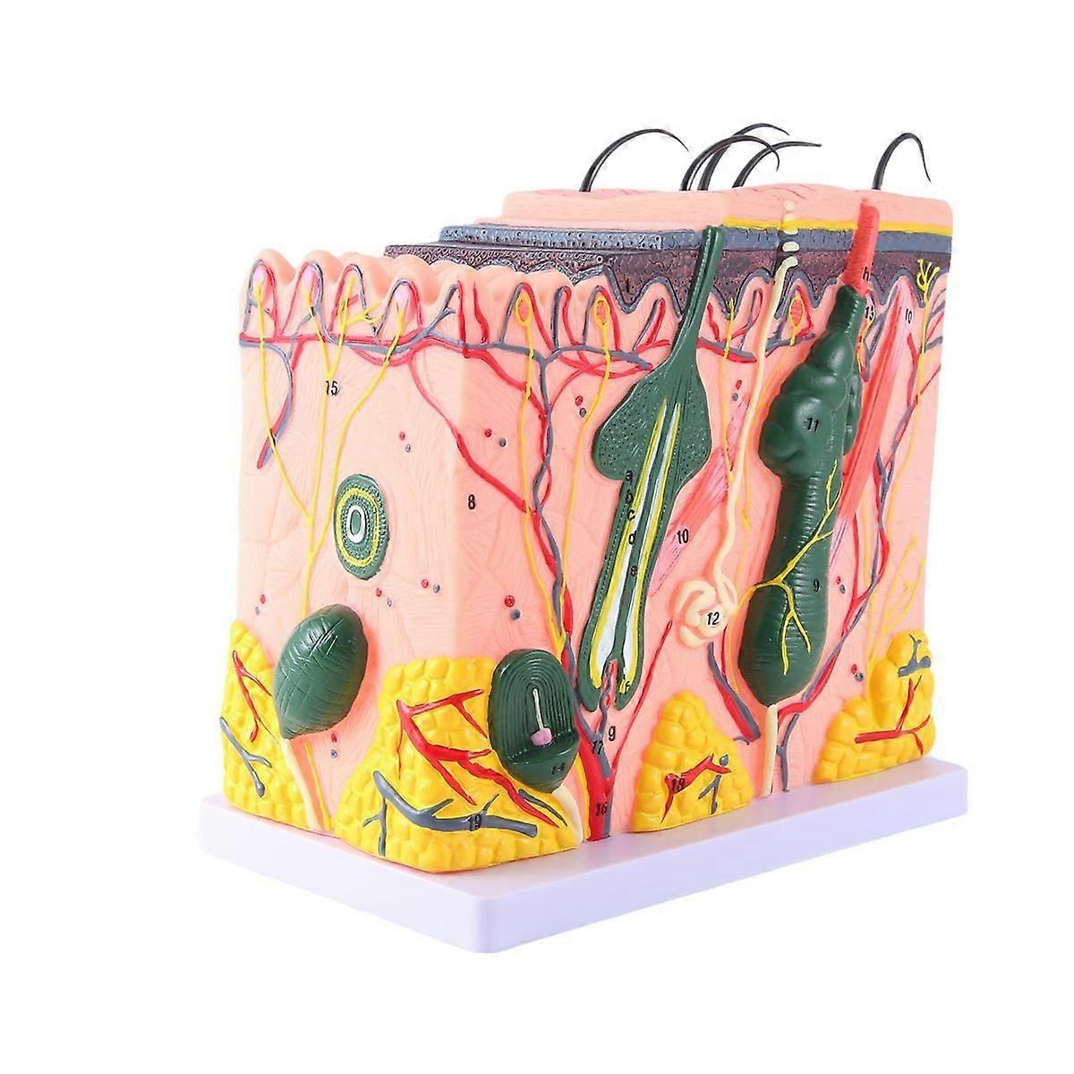 Skin Model Skin Hair Structure Enlarged Model Anatomy Model Scientific Anatomy for Classroom Learning Display Teaching