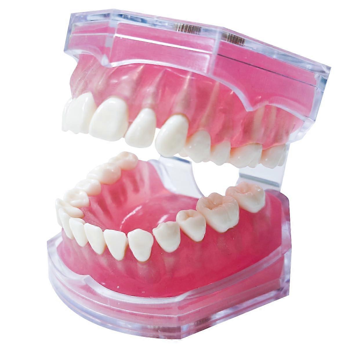 Dental Teaching Model with Removable Teeth, Transparent Silicone Dental Training Model for Study