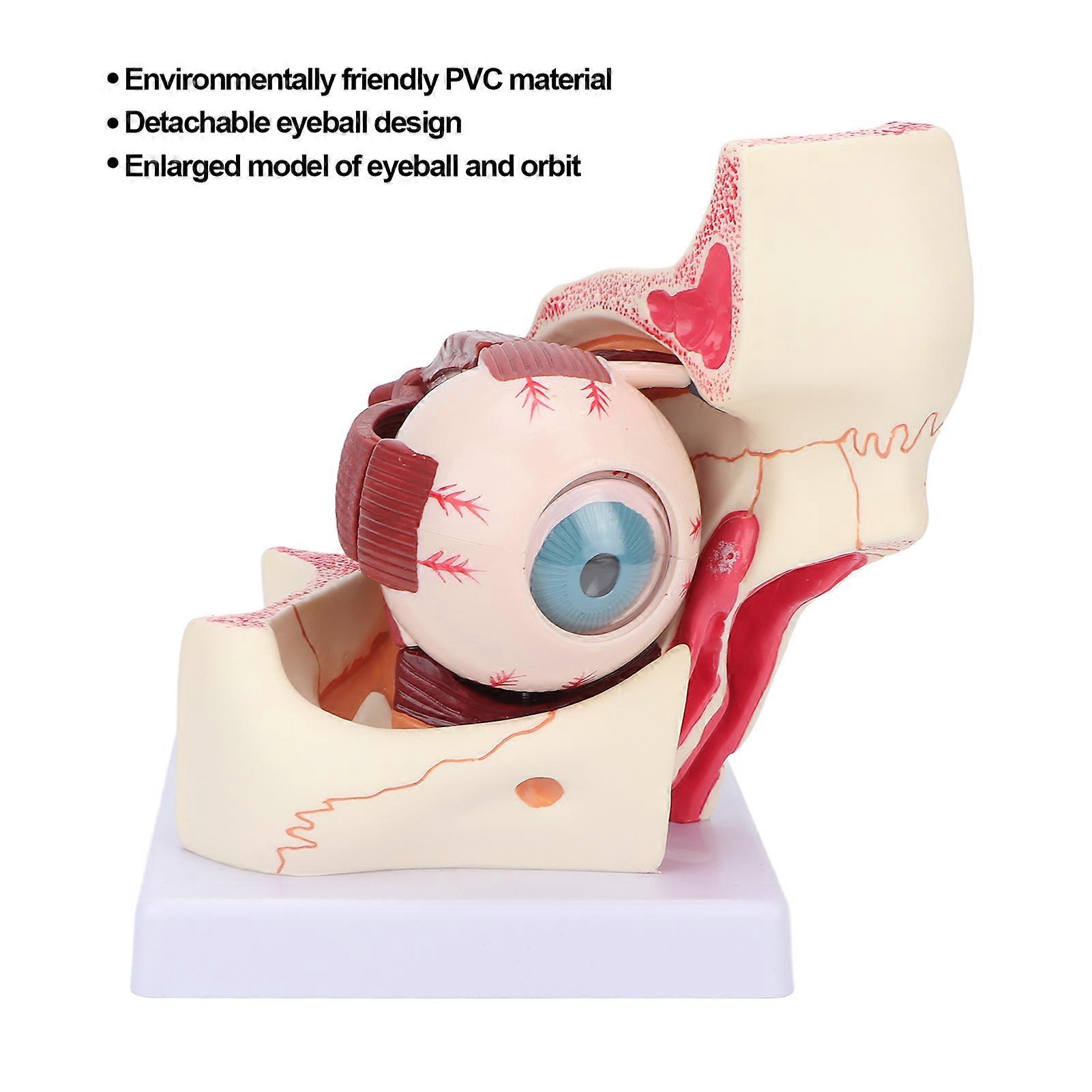 Human Eye Model 3x Magnification PVC Anatomical Medical Teaching