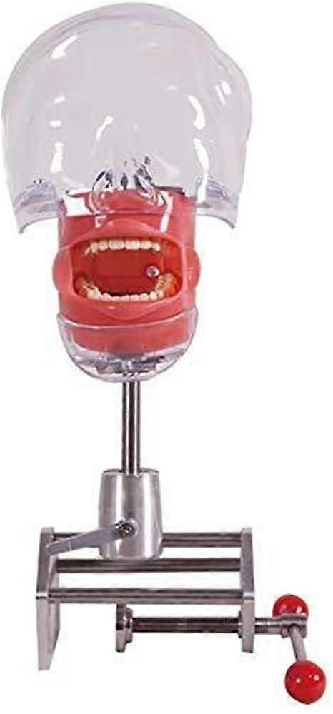 Dental Phantom Head with Interchangeable Teeth Models for Dentist Training and Education