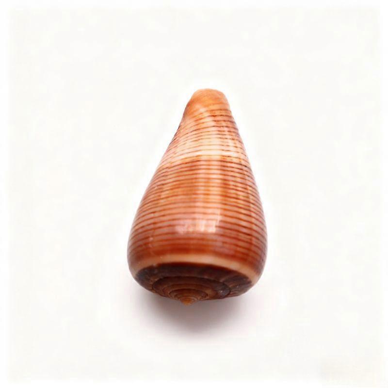 Lined Cone Snail Natural Seashell For Fish Tank Decor