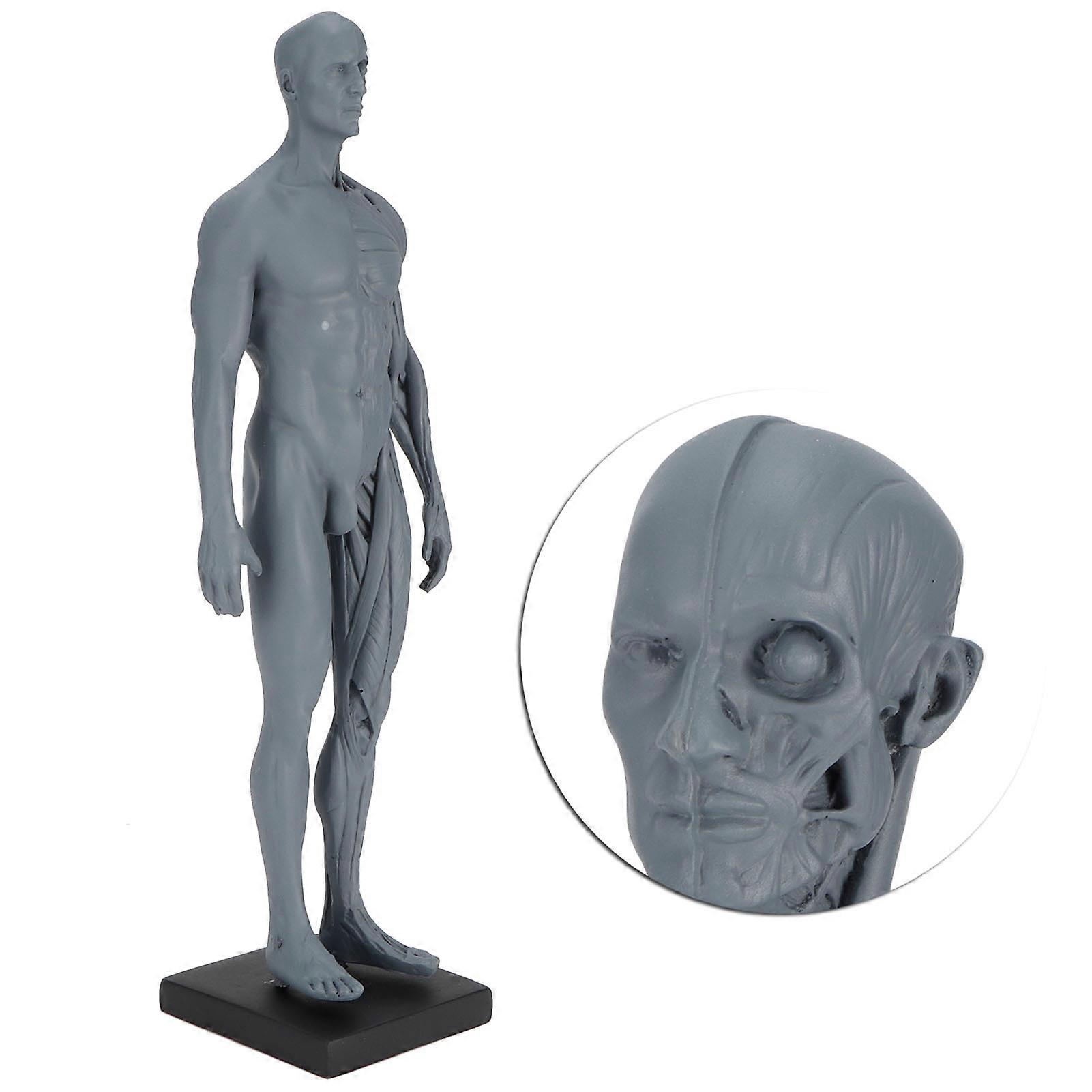 Resin Skeleton Muscle Model 30x9.5x7cm Lightweight Teaching Aid