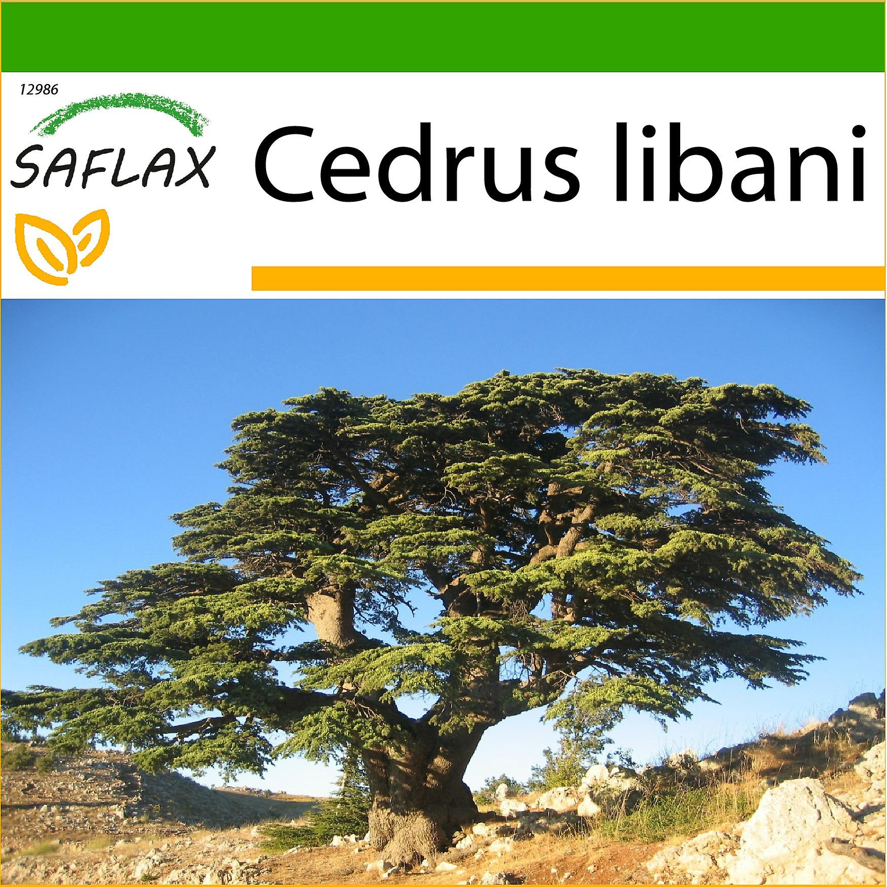Saflax - 20 graines - Avec substrat - Cèdre du Liban - Cèdre du Liban - Cedro libanese - Cedro del Líbano - Libanon - Zeder