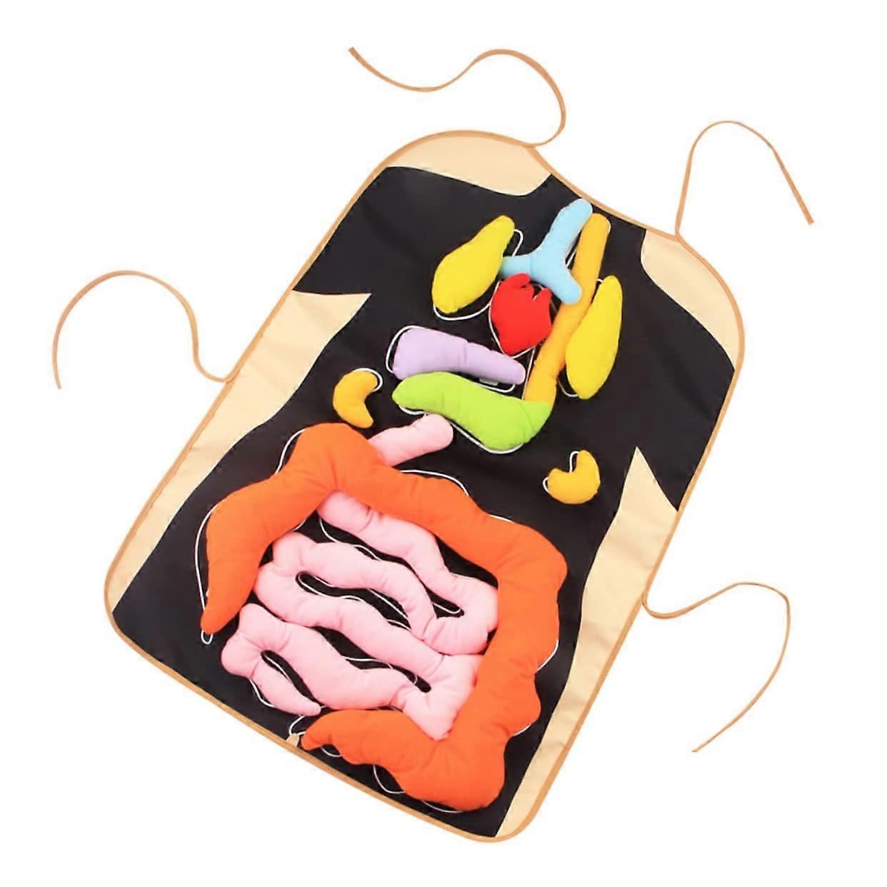 3D Human Organ Apron For Educational Early Learning, One-Size Twill Fabric, Kids Anatomy Apron, Cognitive Tool Set