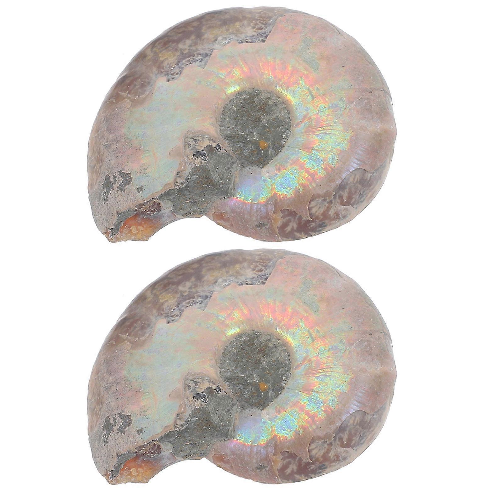 6Pcs Educational Ammonite Model Specimens for Home Decoration