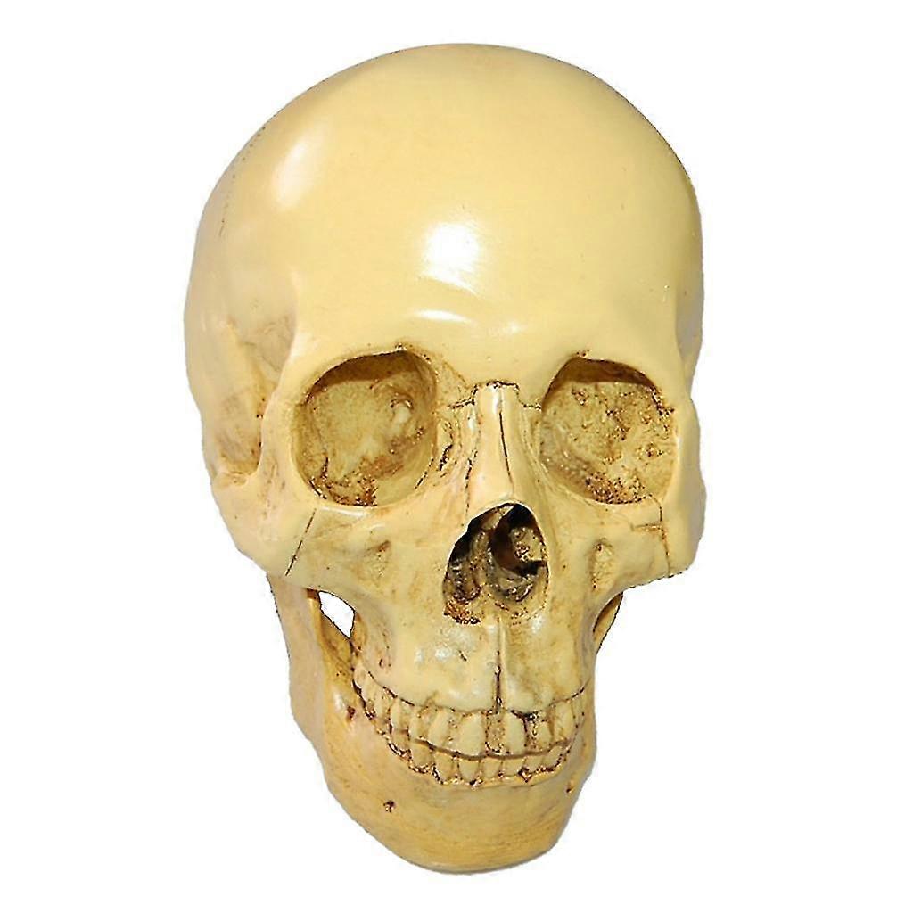 1:1 Realistic Replica Human Skull Resin Skull Skeleton Head Model