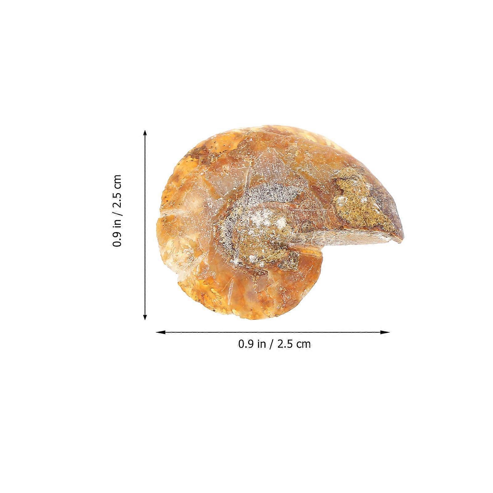 Ammonite Specimen for Decoration 10Pcs Paleontology Laboratory Supply