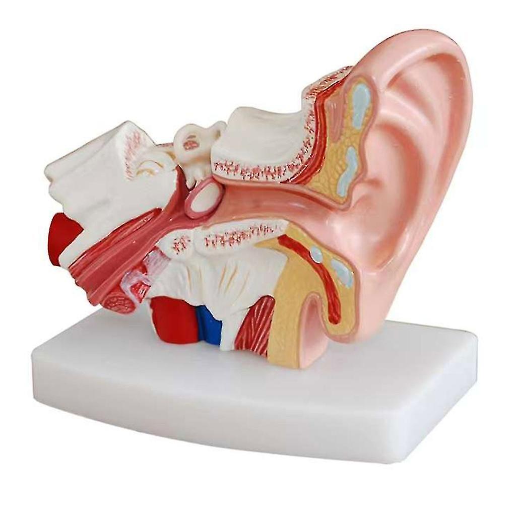 Brain Anatomically Brain Model Life Size Human Brain Anatomy For Science Study