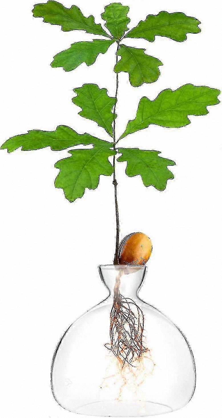 Glass Bulb Terrarium for Acorn Sprouting and Tree Growing Kit Home Propagation Vase for Seed Starter Planting Decorative Garden Tool