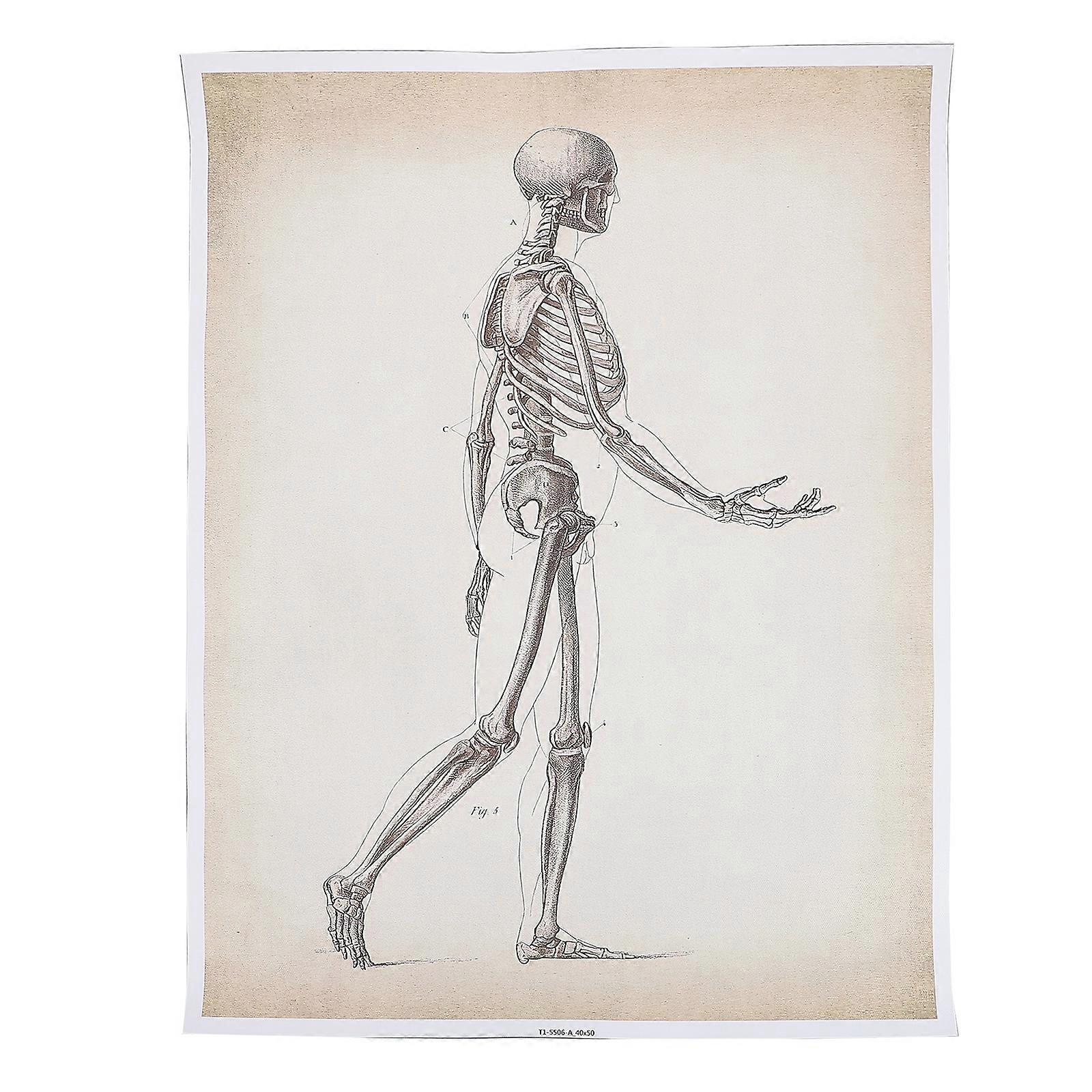 Human Anatomy Poster Skeletal System Anatomy Poster Science Chart Printed Poster