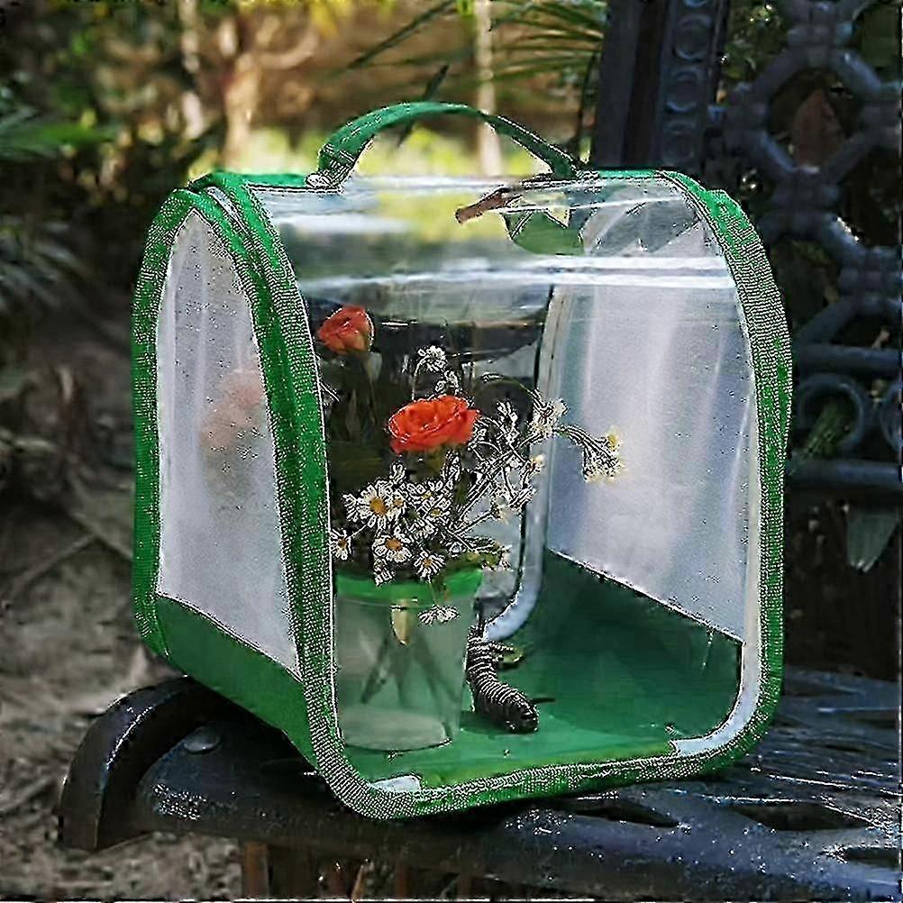 Kit de culture de papillons avec chenilles vivantes et habitat éonal