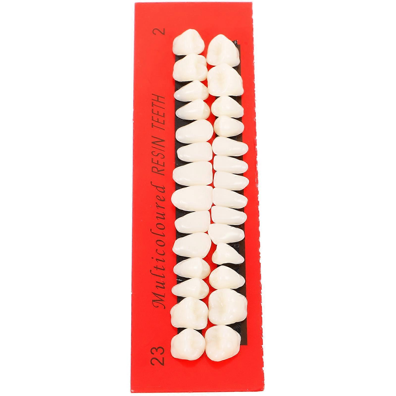 28 pcs Dental Tooth Model Permanent Teeth Model Display Teeth Model Human Teeth Model