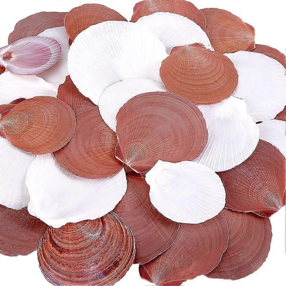 40pcs 2~3 inch Natural Scallop Shells Large Beach Seashells Charm No Hole/Undrilled Scallop Seashell Flat Summer Sea Shell for Beach Themed Party Vase