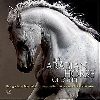 Das arabische Pferd von Ägypten