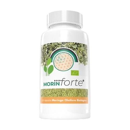 MorinForte® 120 capsules