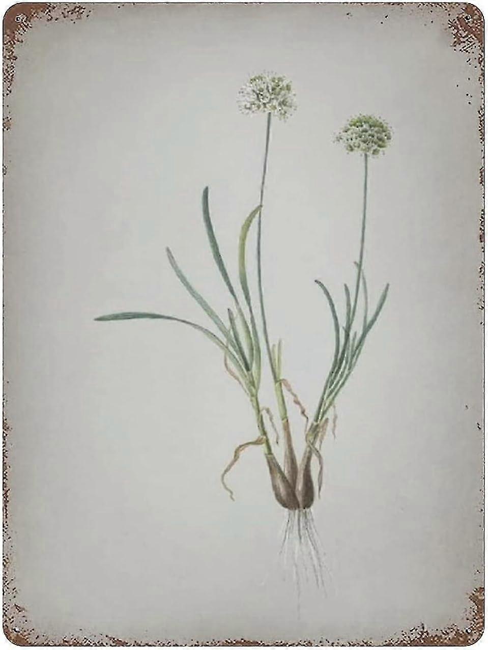 Placa de Metal Allium Scorzonera Folium Decoração 8x12 Polegadas OU 12x16 Polegadas Modo 1942