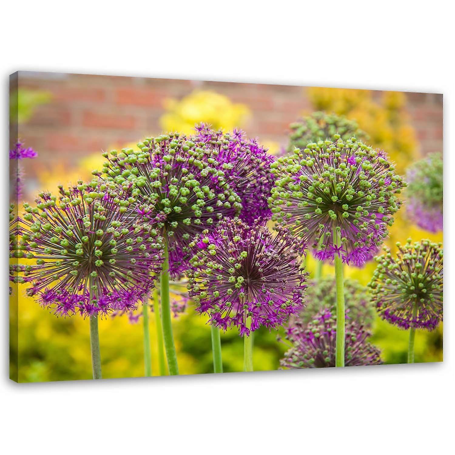 Fotobehang, Sierknoflook - 120x80