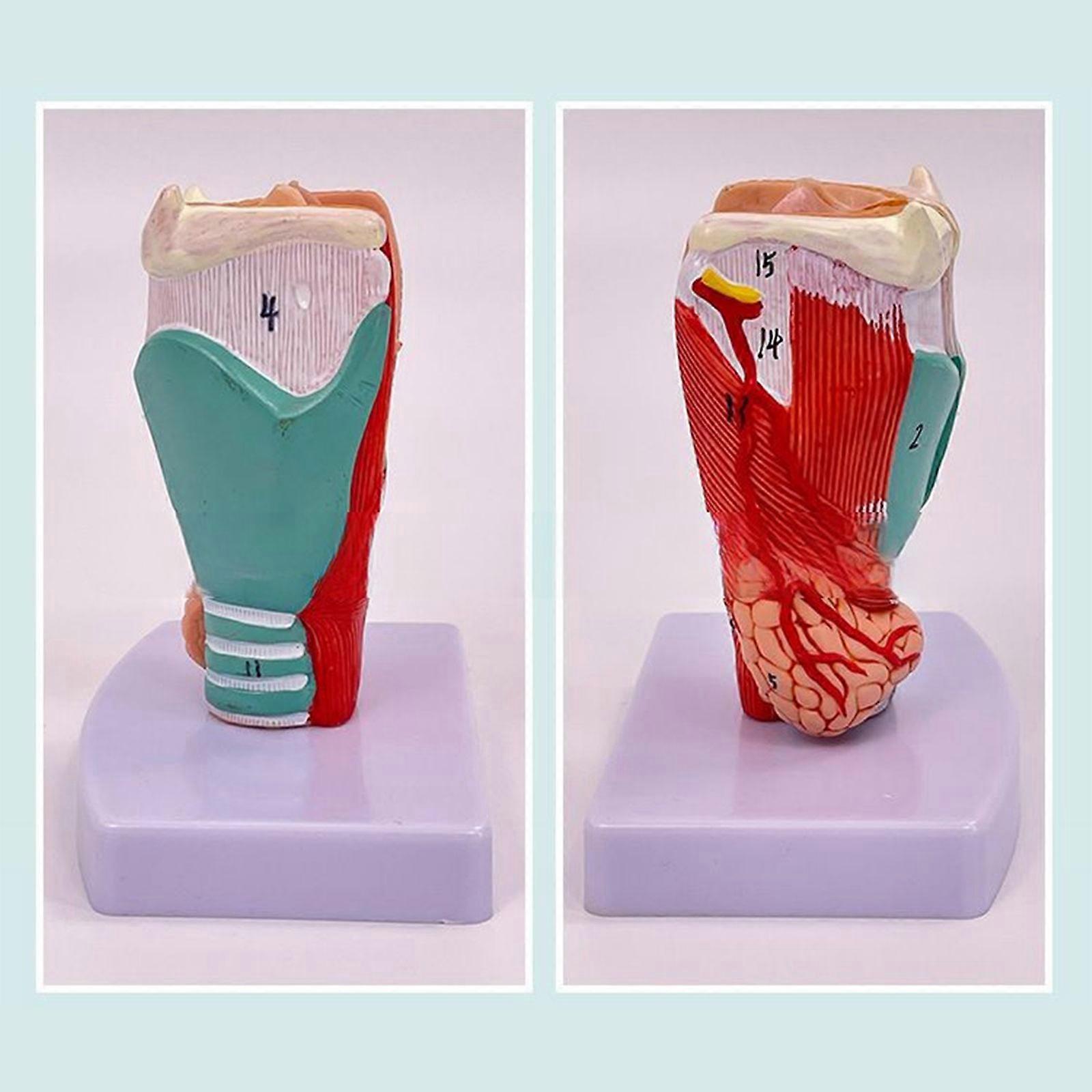 Human Larynx Anatomical Model 2x Enlarged Detachable with Base Teaching Tool for Research Study Classroom Learning School