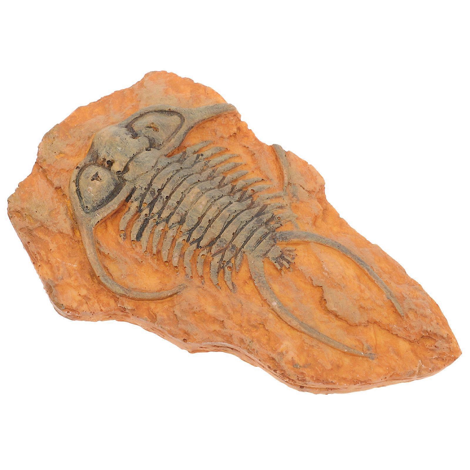 Insect Specimen Decoration Paleontological Insect for Teaching 5Pcs Set