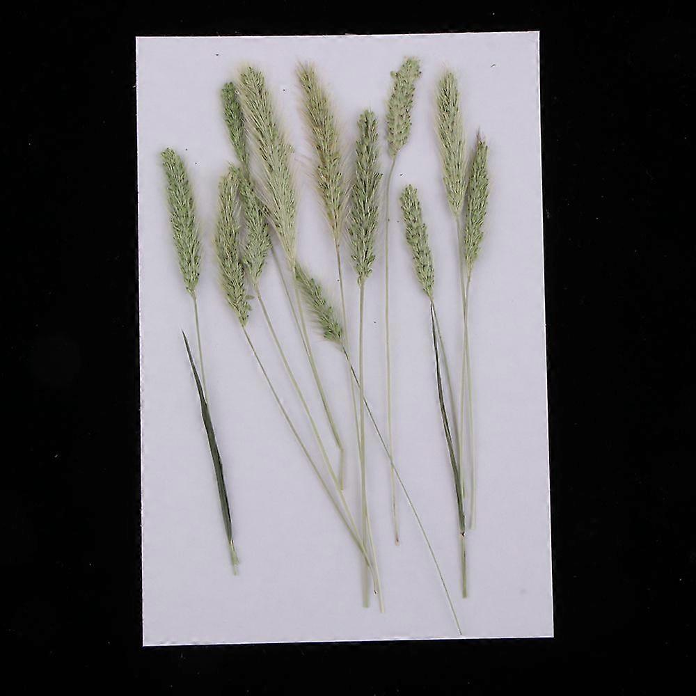 12pcs Natural Dried Rabbit Tail Real Grass Tail Grown