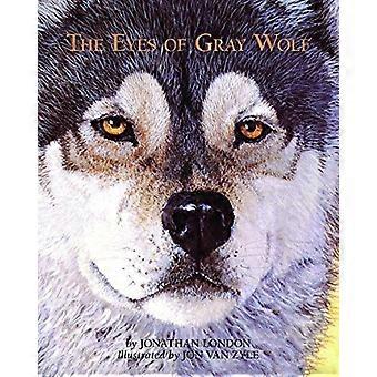 The eyes of gray wolf