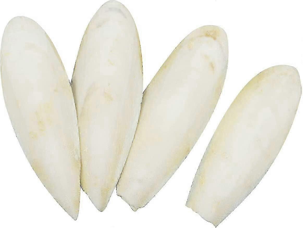 4 قطع عظم الحبار (13-16 سم) ، طيور الببغاوات ، ألعاب مضغ الطيور ، ألعاب مضغ ، عظام احتضان طبيعية للببغاوات ، قفص الطيور ، الزواحف ، السلاحف ، القواقع ، هاي كيو