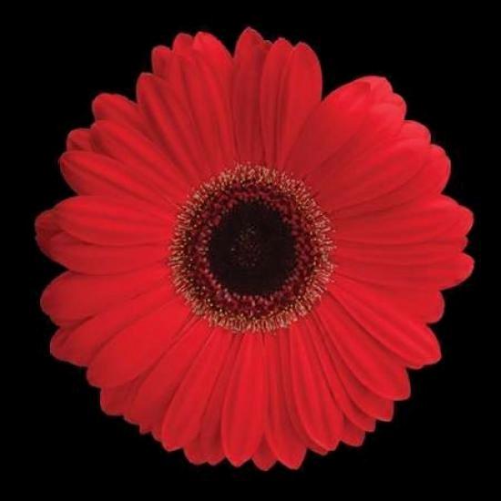 Gerbera Daisy Rød Plakat