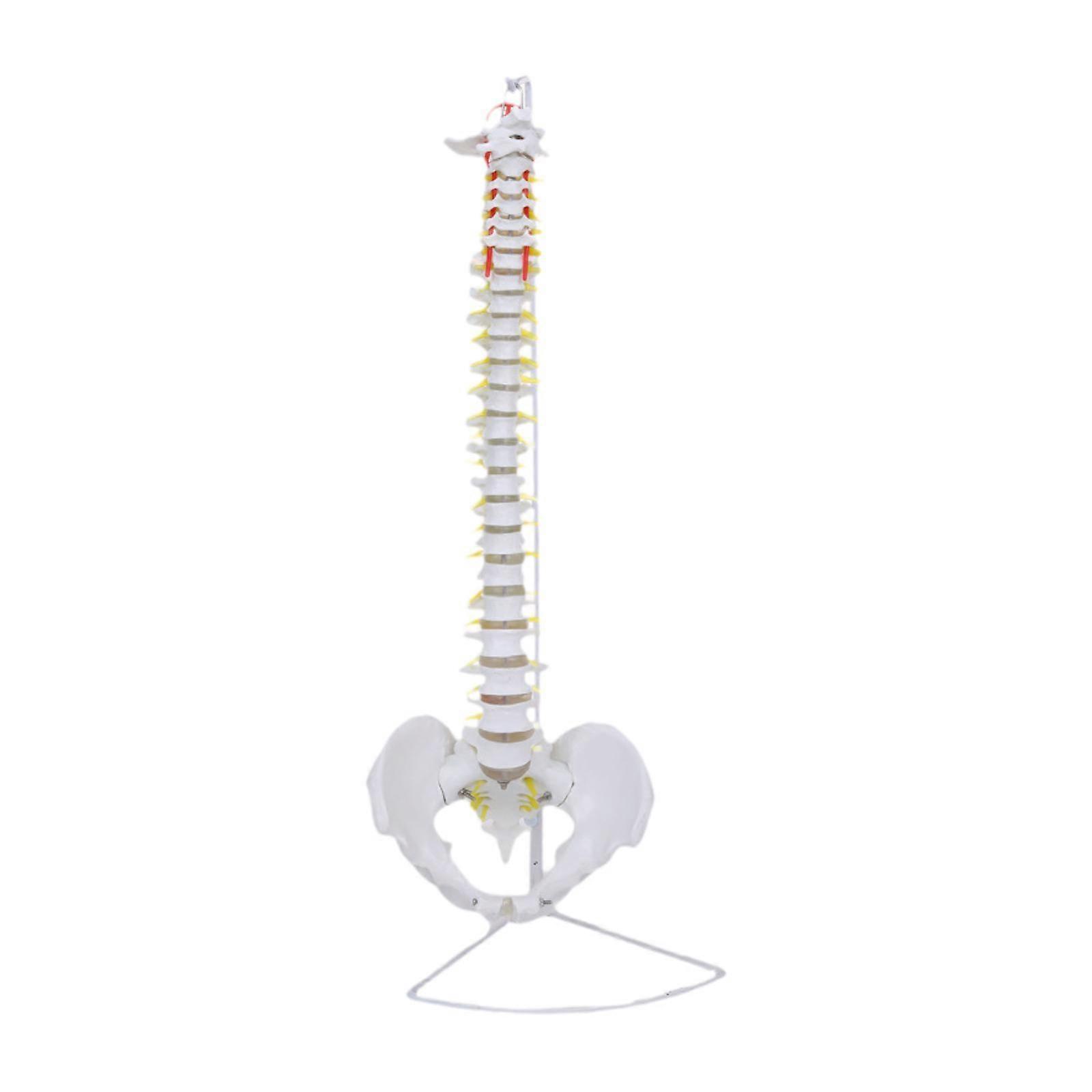 Human Spine Model Detailed Skeleton for Teaching Aid Learning Education Tool style A