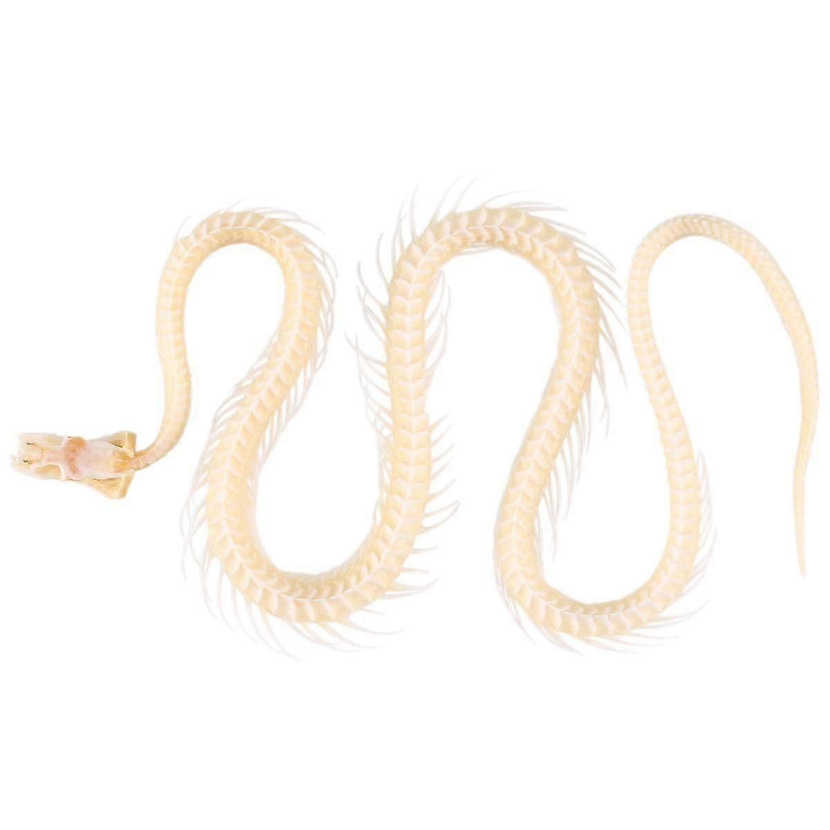 unique Real Snake Skeleton Animal Specimen in Science Classroom Specimens for Science Education