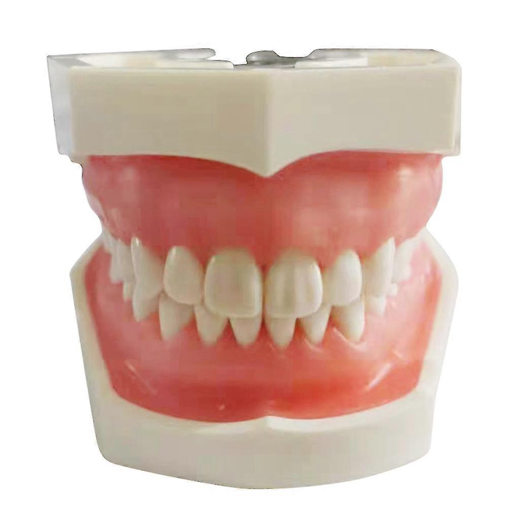 Dental Disease Removable Study Teaching Teeth Model for Dental Education (Specify Size)