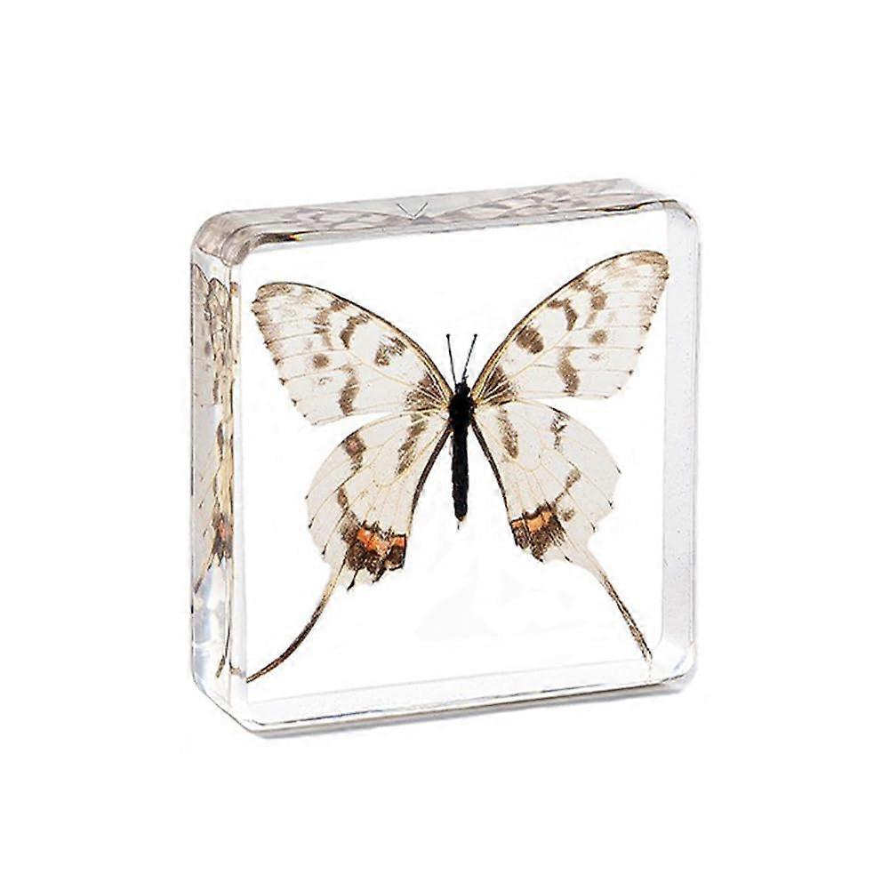 3 x 3inch Exemplar Simulation Beetle Science Tool Decorative Collectible for Classroom Learning, Desk Ornament B Ref: 2568