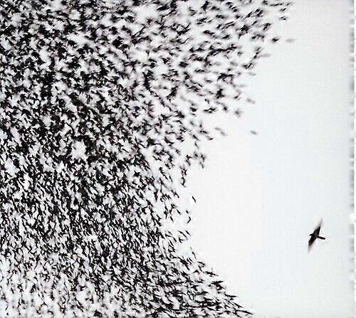 Wilco Sky Blue Sky CD