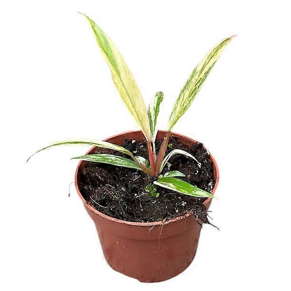 Philodendron 'Caramel Marble' Ø8cm