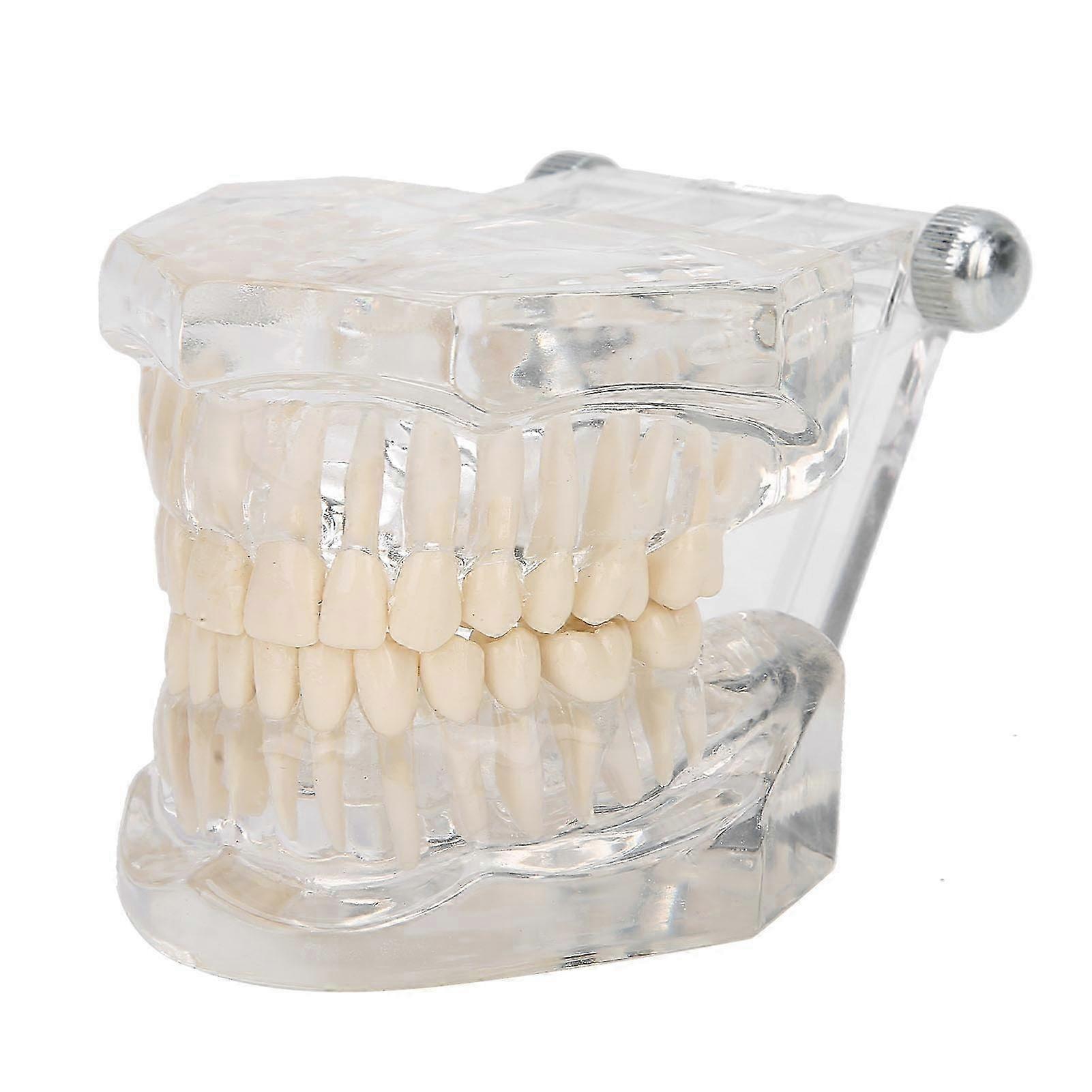 Transparent Acrylic Teeth Model Simulation Dental Teeth Model For Teaching Demonstration