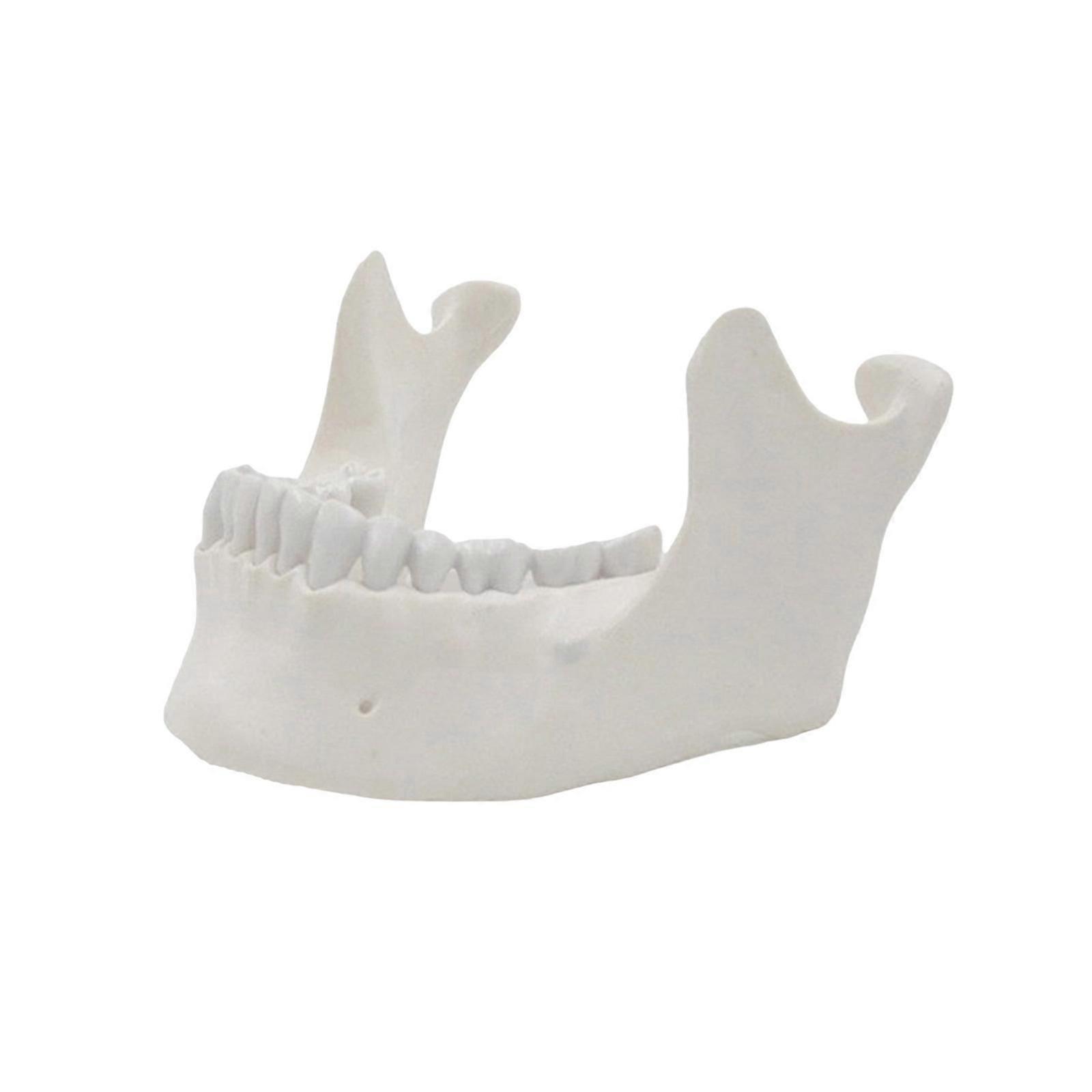 Lower Jaw Model 1:1 Adult Lower Jaw Bone Model Medicals Teaching Tool for Science Classroom Teaching Model
