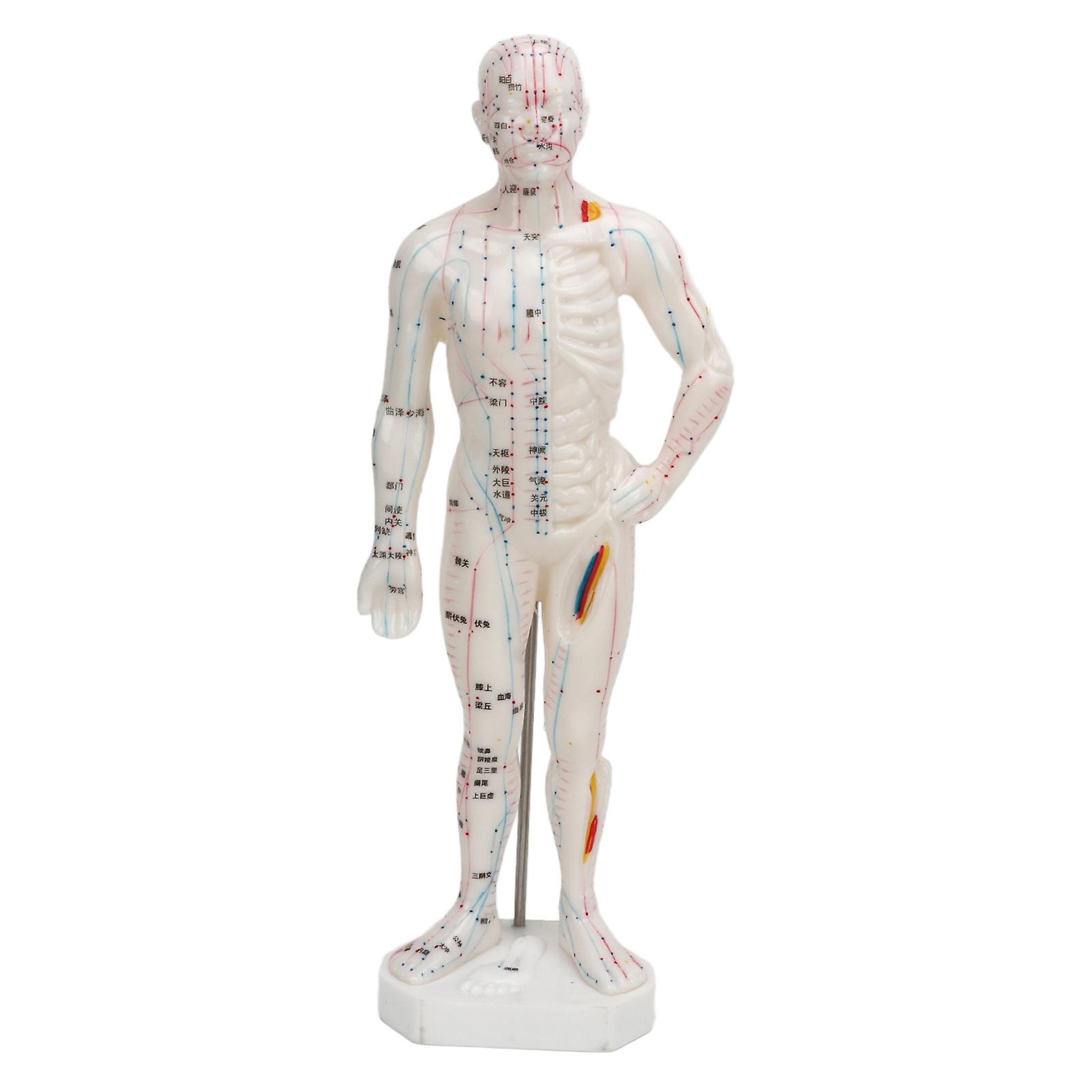 10.2in Human Body Acupuncture Model Portable Professional Meridian Points Educational Science Anatomy Teaching Tool