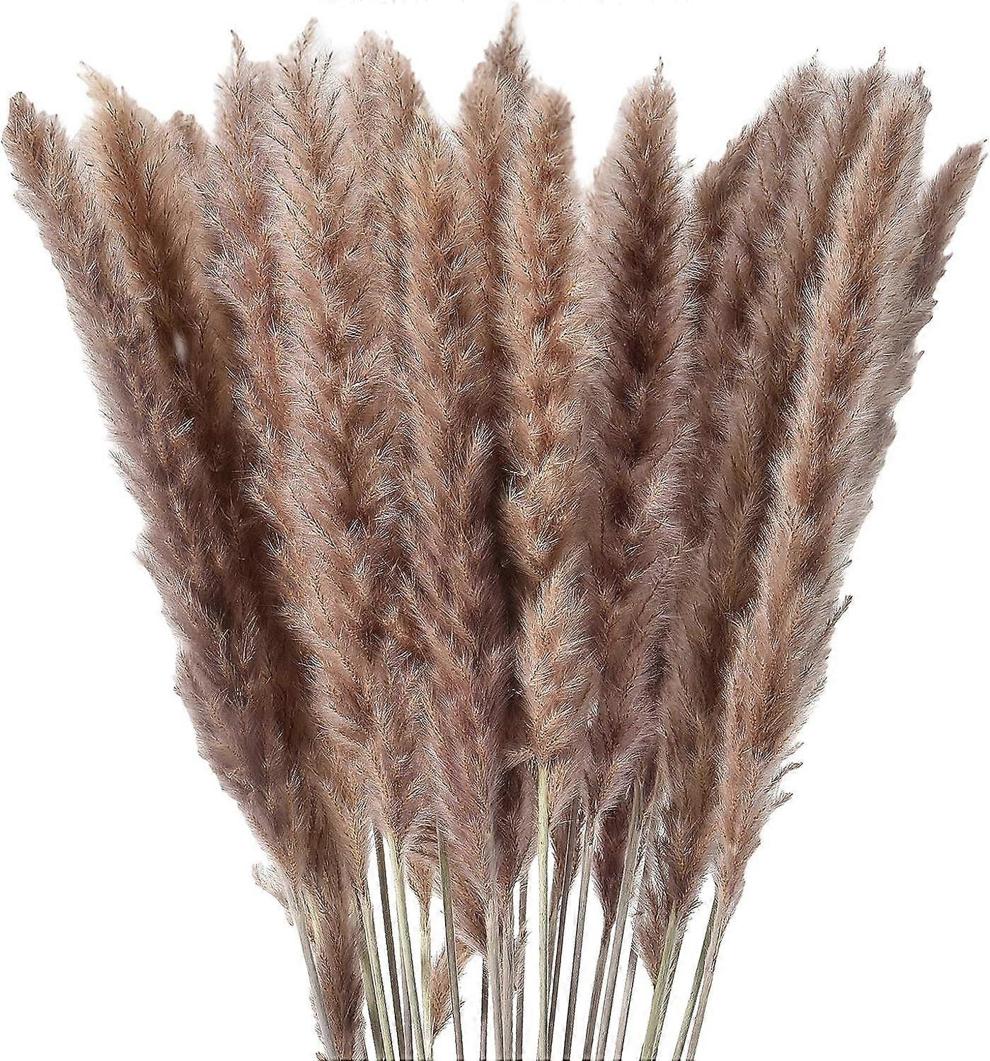 30 stk tørret rørblomst-primær farve