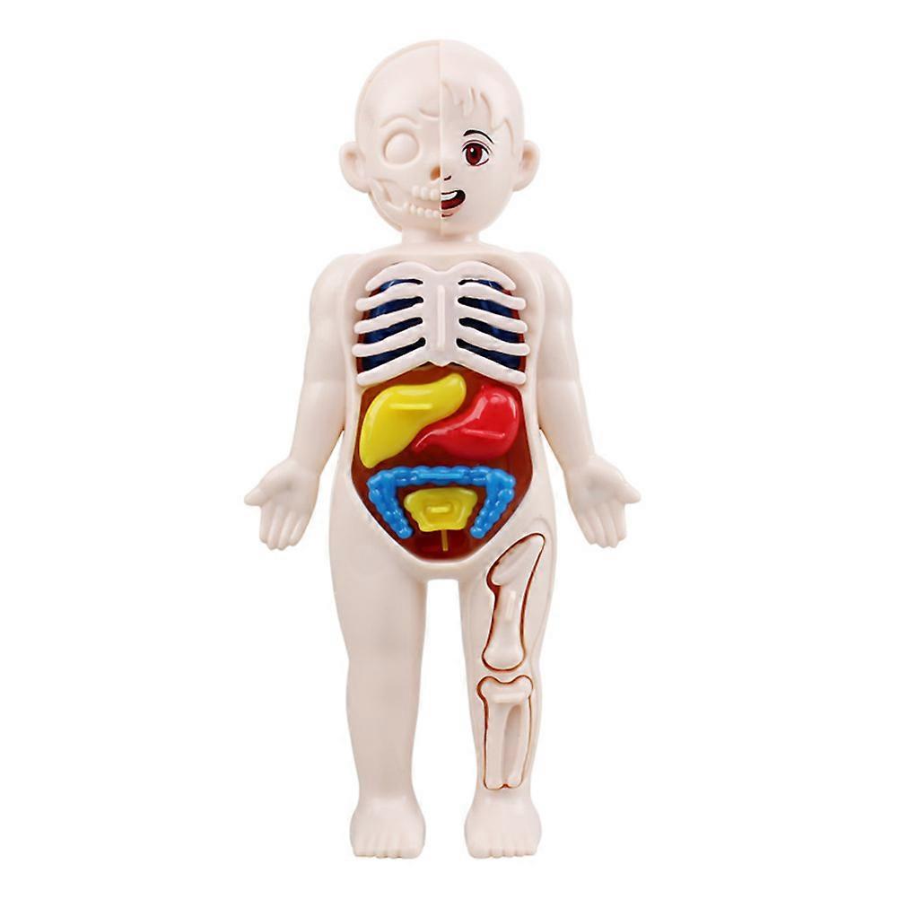 1 Set Human Torso Model with Body Organs Anatomy Toy for Assembly