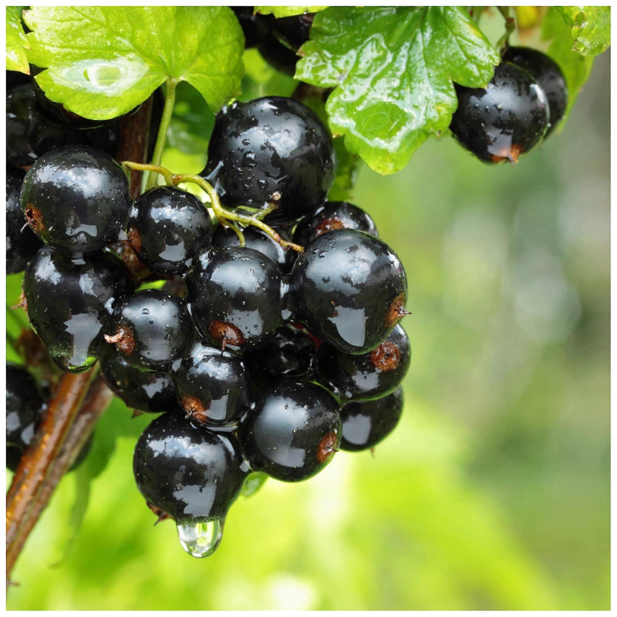 Titania Blackcurrant Plant Bush  Vitamin C Heavy Fruit Yield Pine Rust Immune