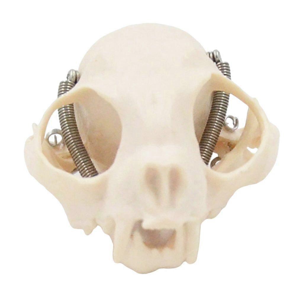 Cats Head Skeleton Model Animal Skull Anatomy Model for Veterinary Teaching