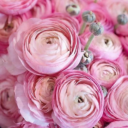 Knollen en meer Ranunculus HalfClone Knollen Juliette (10)