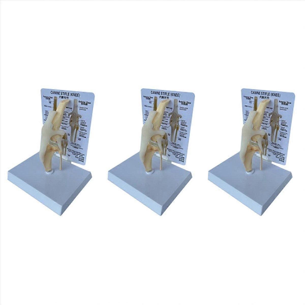Modèle anatomique de genou canin 3X, modèle d'articulation de chien, modèle de squelette de chien, anatomie du squelette animal, médical